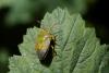 Piezodorus lituratus